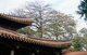 China: Temple eaves, Kaiyuan Temple, Quanzhou, Fujian Province